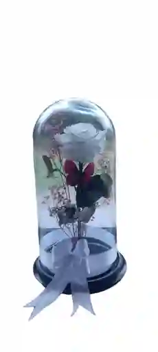 Rosa Preservada Grande Blanca En Cupula De Cristal