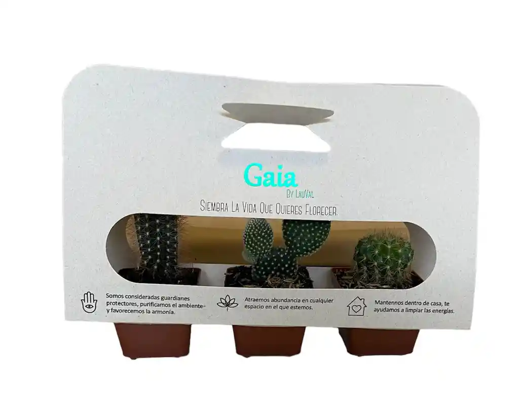 Kit De 3 Cactus