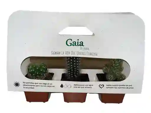 Kit De 3 Cactus