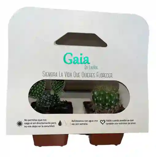 Kit De 2 Cactus