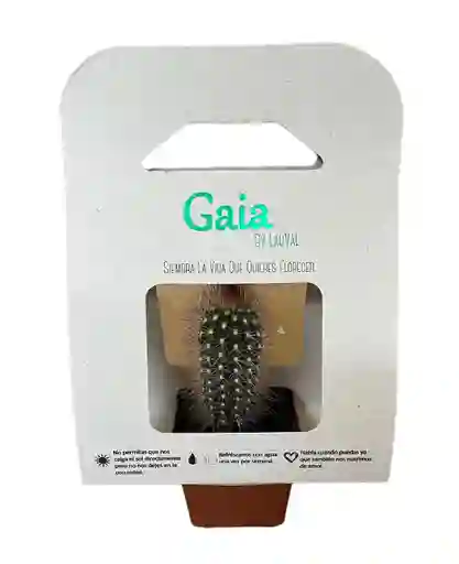 Cactus Gaia