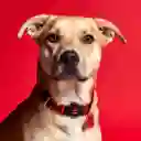 Collar Memopet Poliester Color Rojo L