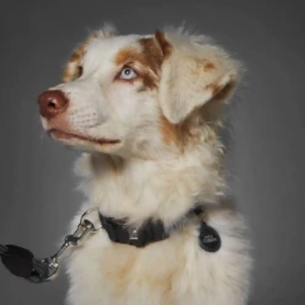 Collar Memopet Poliester Color Negro L