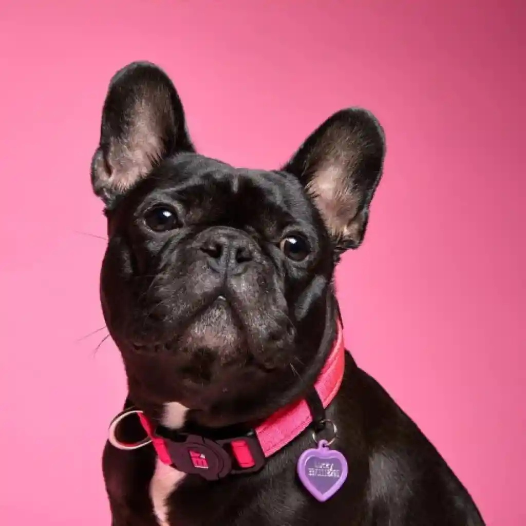 Collar Memopet Poliester Color Rosa S