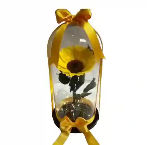 Girasol Preservado En Urna De Cristal Con Luces .