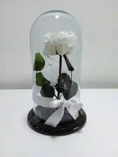Rosa Preservada Blanca