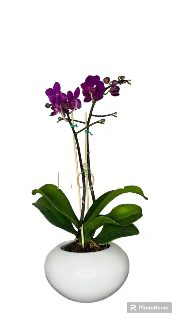 Orquídea Piccolina (20-25 Cm)