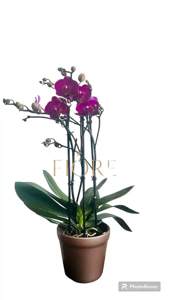 Orquídea Molti Fiori (30-50 Cm)