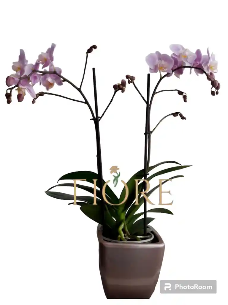 Orquídea Molti Fiori Rosada De 2 Varas Florales (30-50 Cm)