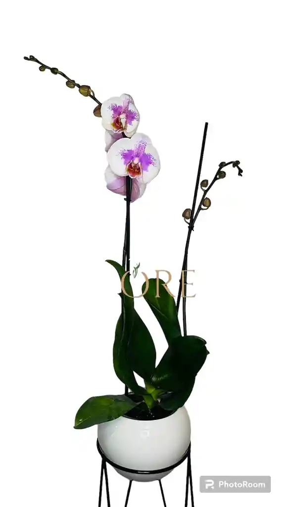 Orquídea Premium Rosada De 2 Varas Florales (55-80 Cm)