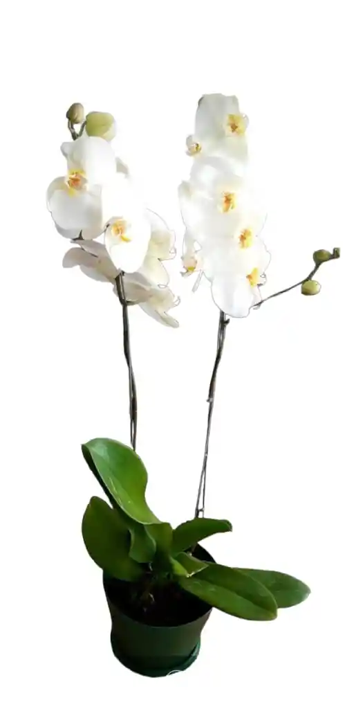 Orquideas De 2 Varas