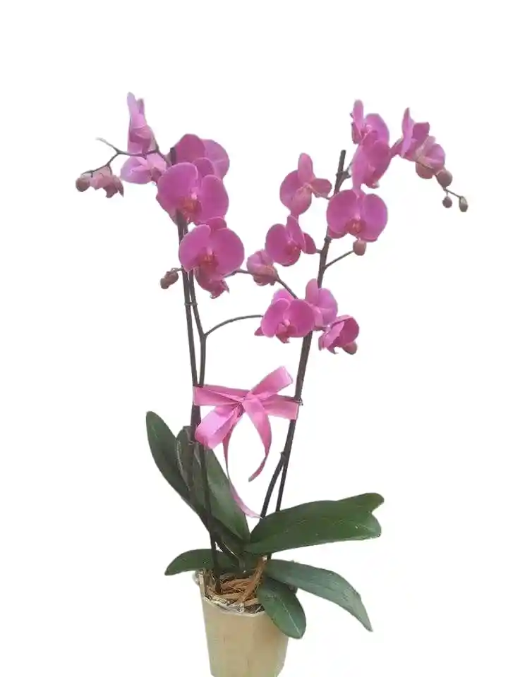 Orquidea Con Base De Madera