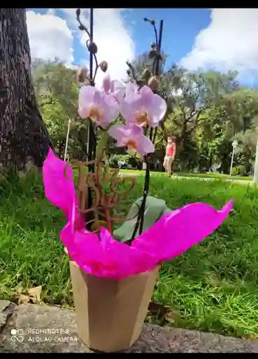 Orquideas Dos Varas