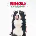 Ringo Alimento para Perros Adultos 
