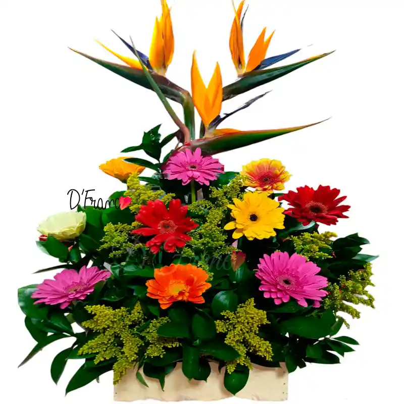 Arreglo Floral Alegría
