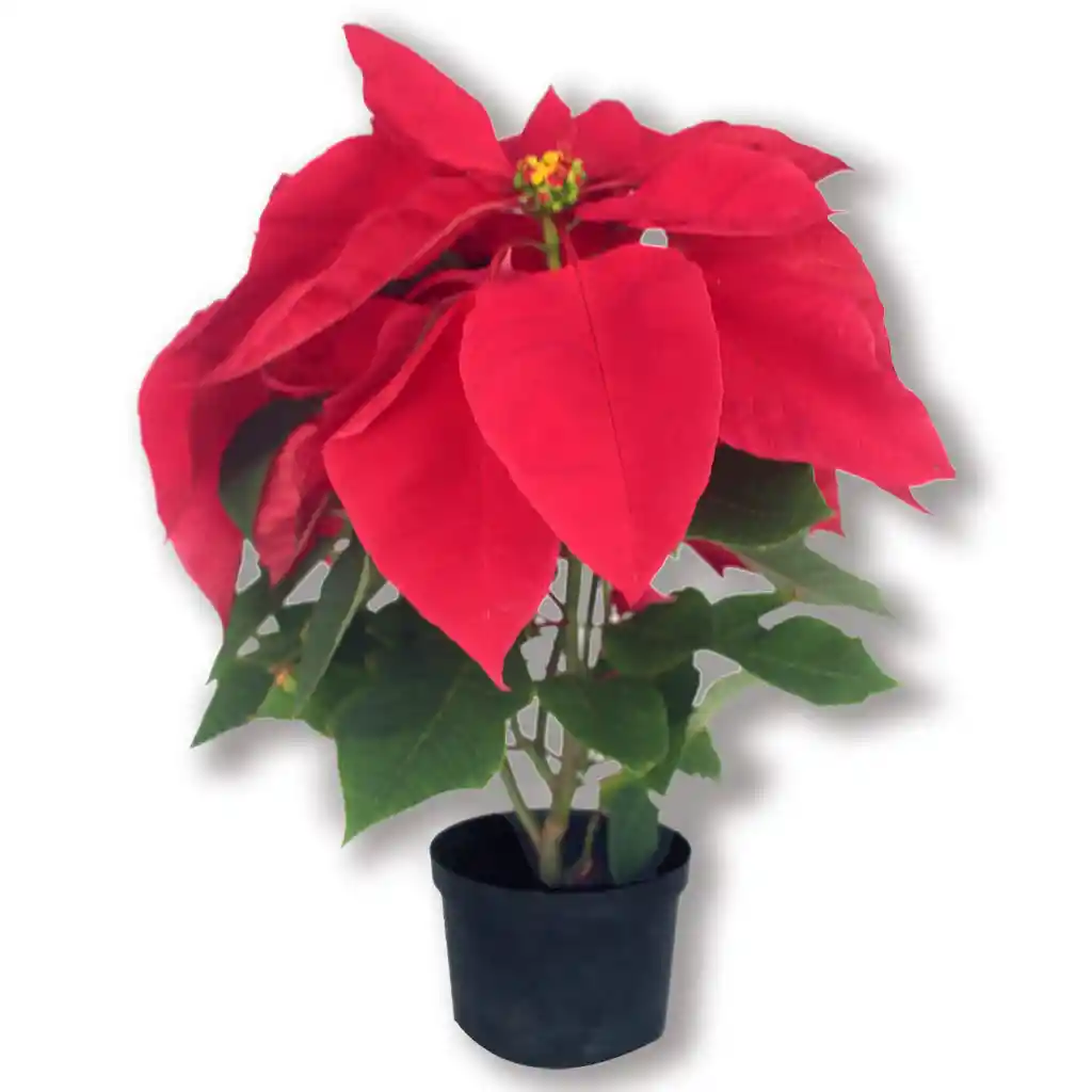 Planta De Navidad Poinsettia