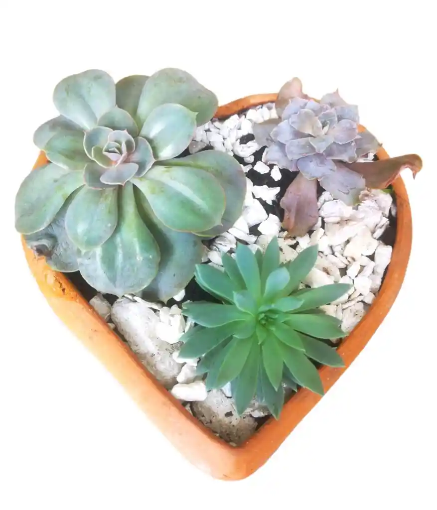 Terrario Suculentas En Matera De Barro En Forma De Corazón