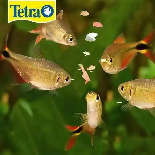 Tetramin Comida Peces Pez 200g