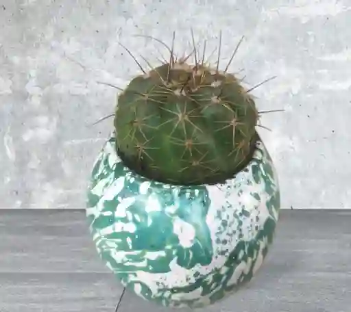 Cactus En Matera Marmolada