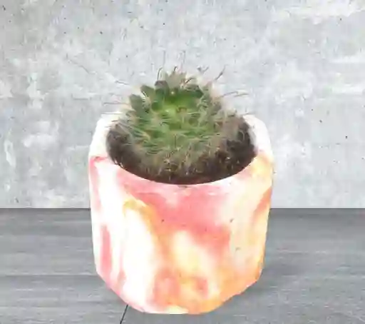 Cactus Pequeño En Matera De Ceramica