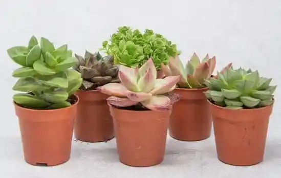 Suculentas Mini 4x4cms - Detalle Con Amor Para Regalo En Fecha Especial, Amor Y Amistad, Cumpleaños, Aniversario, Condolencias, Graduación, Felicitación Y Agradecimiento.