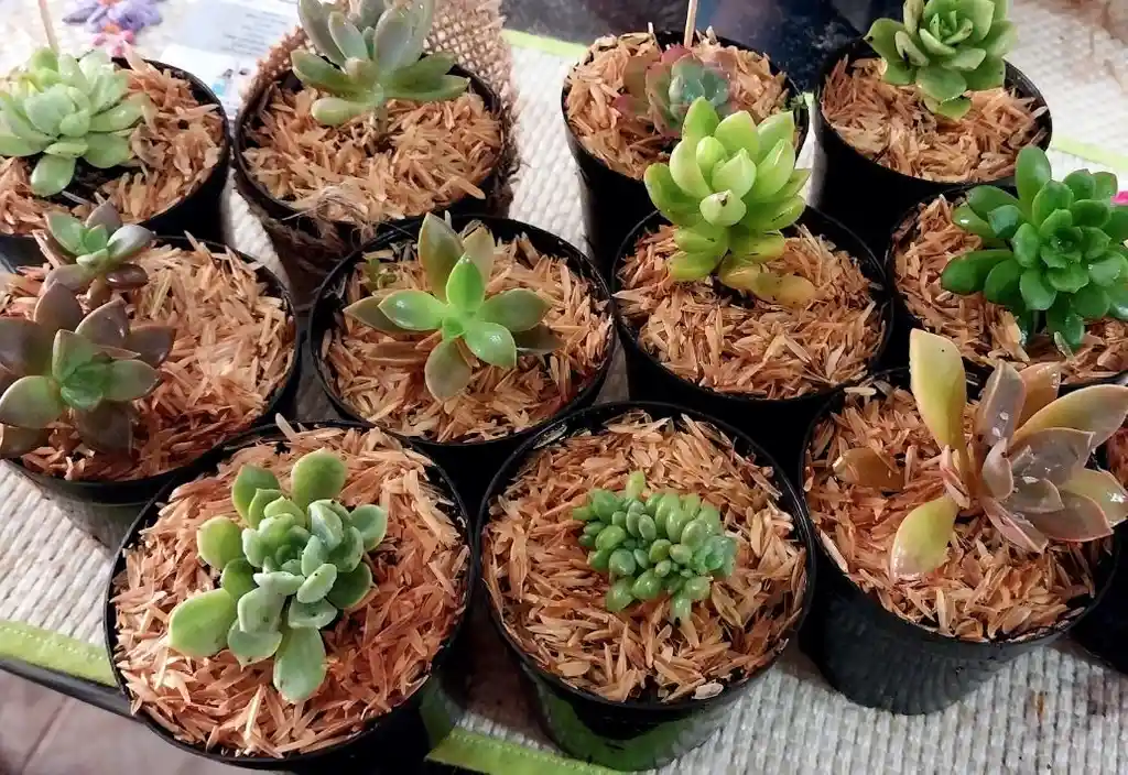 Suculentas Mini 4x4cms - Detalle Con Amor Para Regalo En Fecha Especial, Amor Y Amistad, Cumpleaños, Aniversario, Condolencias, Graduación, Felicitación Y Agradecimiento.