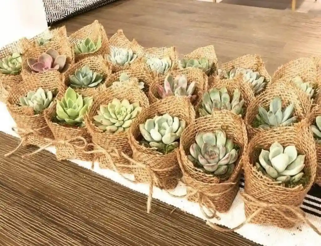 Suculentas En Matera Plástica X 12 Und Con Decorado Yute Y Cinta, Souvenir O Recordatorio- Detalle Con Amor Para Regalo En Fecha Especial, Cumpleaños, Aniversarios, Condolencias, Graduación, Felicitación Y Agradecimiento.