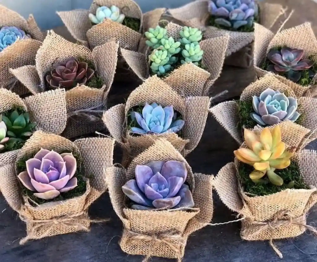 Suculentas En Matera Plástica X 12 Und Con Decorado Yute Y Cinta, Souvenir O Recordatorio- Detalle Con Amor Para Regalo En Fecha Especial, Cumpleaños, Aniversarios, Condolencias, Graduación, Felicitación Y Agradecimiento.