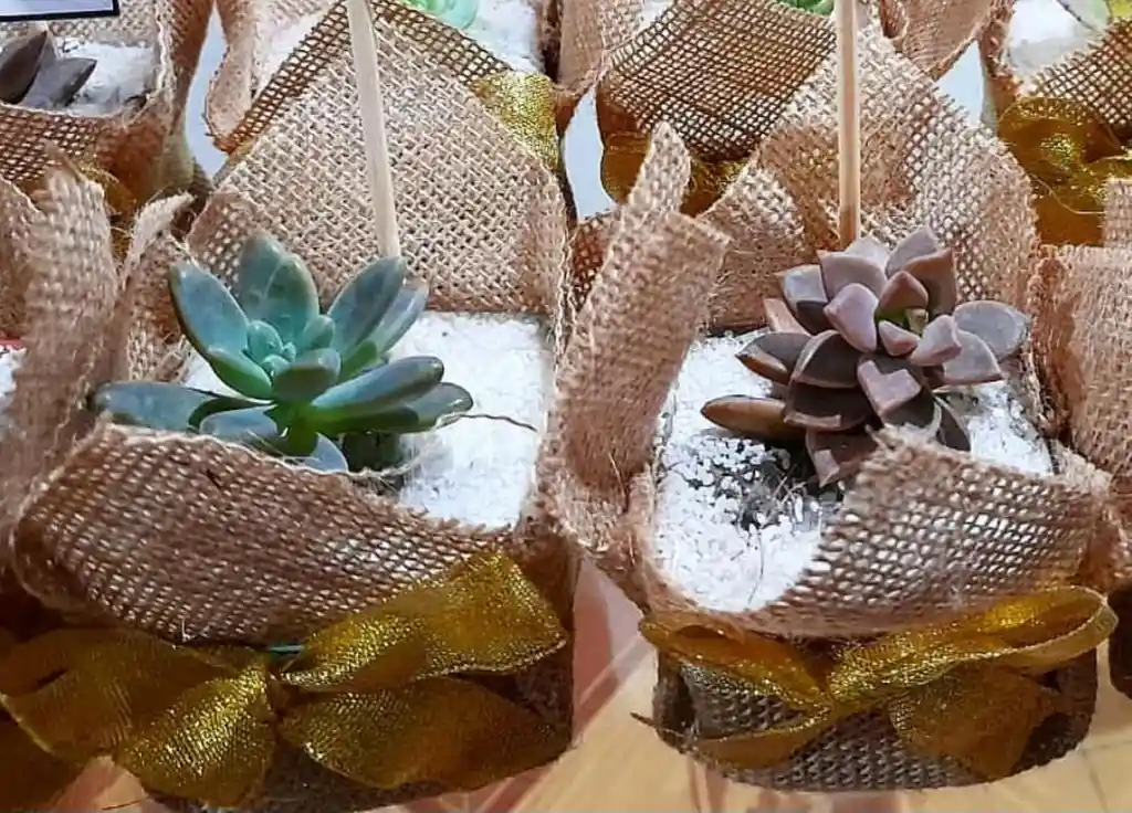 Suculentas En Matera Plástica X 12 Und Con Decorado Yute Y Cinta, Souvenir O Recordatorio- Detalle Con Amor Para Regalo En Fecha Especial, Cumpleaños, Aniversarios, Condolencias, Graduación, Felicitación Y Agradecimiento.