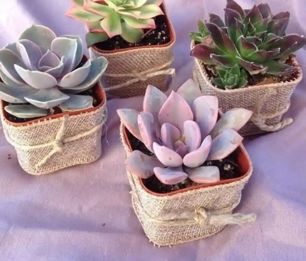 Suculentas En Matera Plastica X6 Unidades Con Decorado Yute Y Cinta- Detalle Con Amor Para Regalo En Fecha Especial, Cumpleaños, Aniversarios, Condolencias, Graduación, Felicitación Y Agradecimiento.