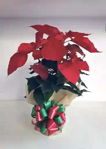 Poinsettia