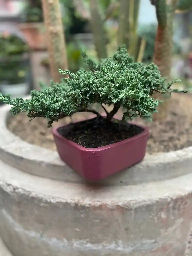 Bonsai Mediano