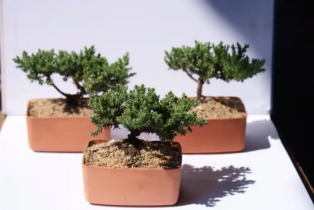 Bonsai Mediano