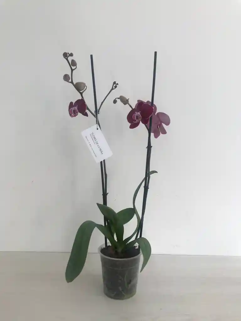 Orquídea 2 Varas Super Morada En Crudo