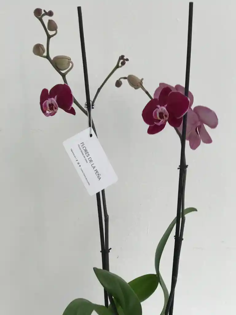 Orquídea 2 Varas Super Morada En Crudo