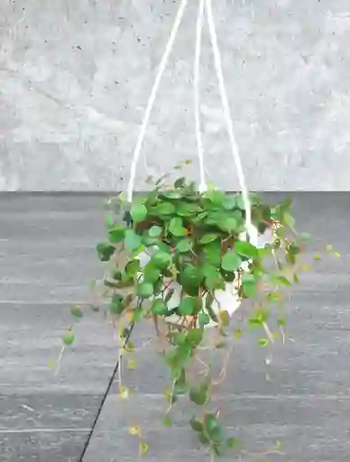 Planta Centavito En Colgadera Blanca