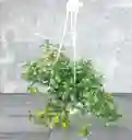 Planta Pescadito En Colgadera