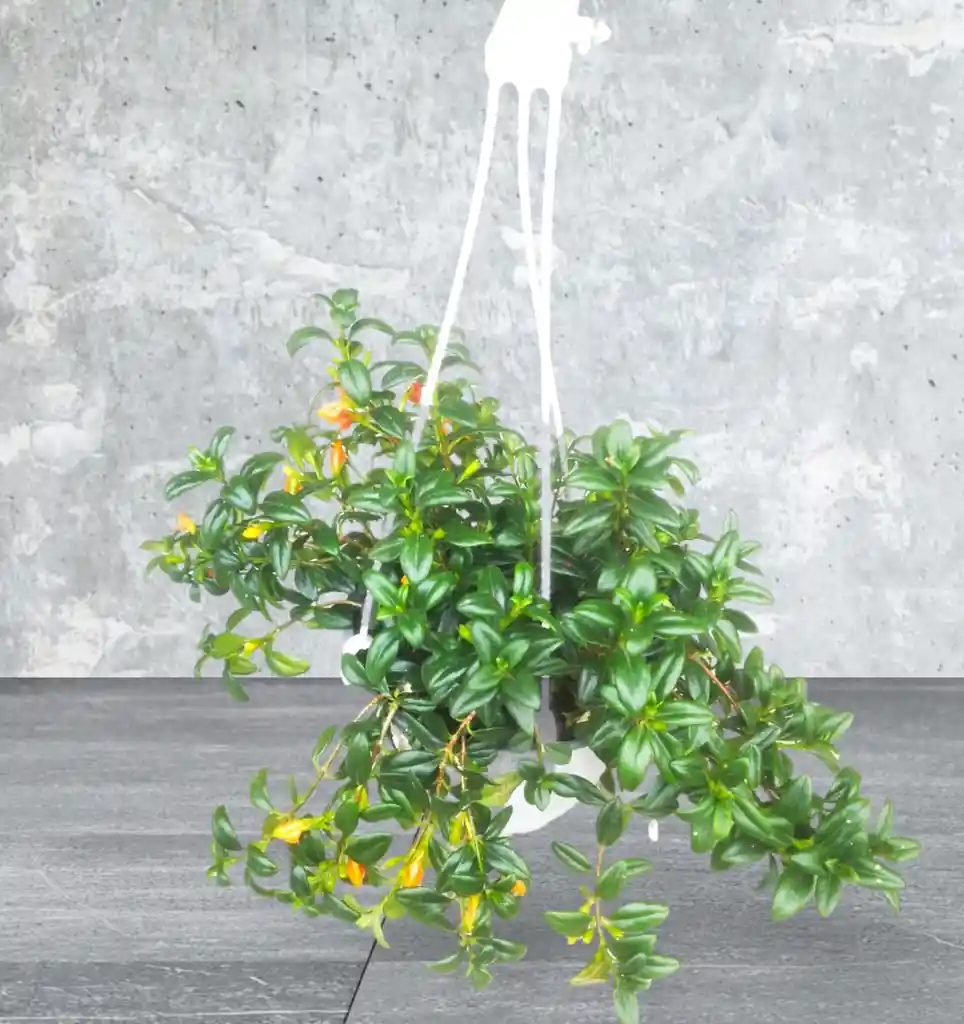 Planta Pescadito En Colgadera