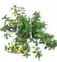 Planta Pescadito En Colgadera