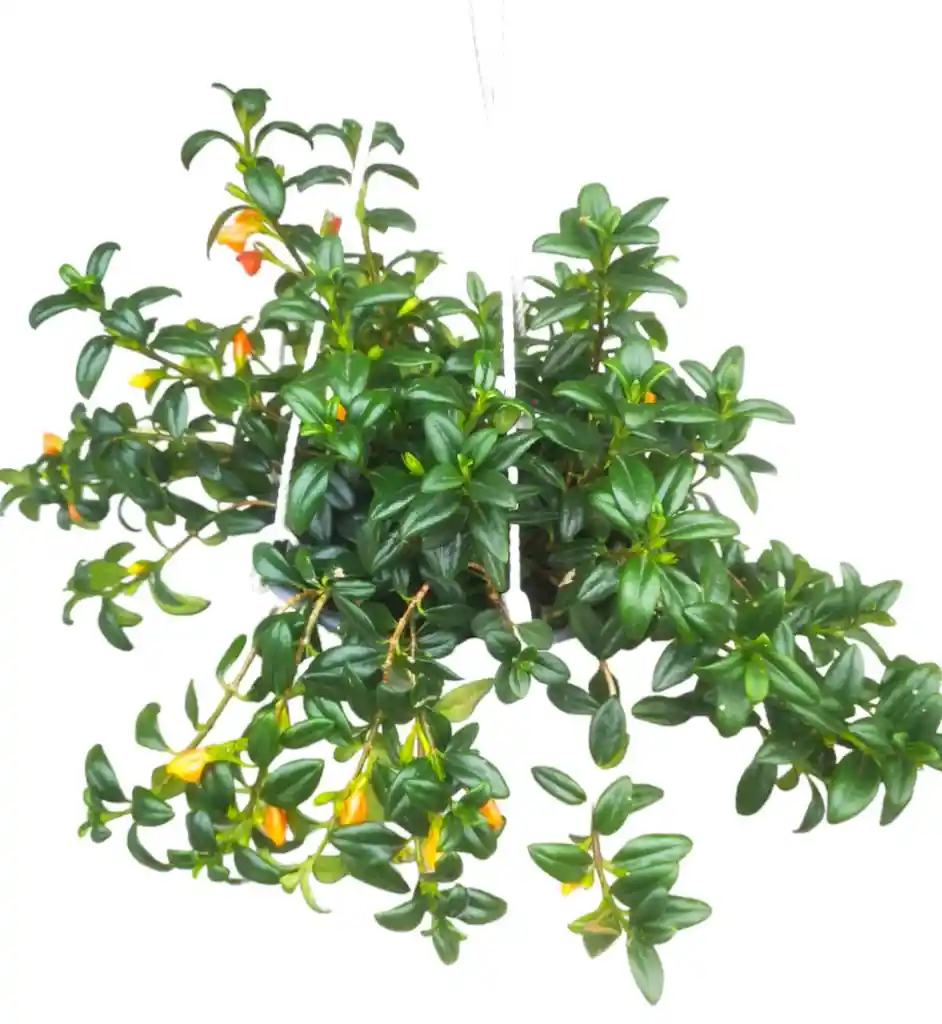 Planta Pescadito En Colgadera