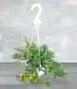 Planta Pescadito En Colgadera