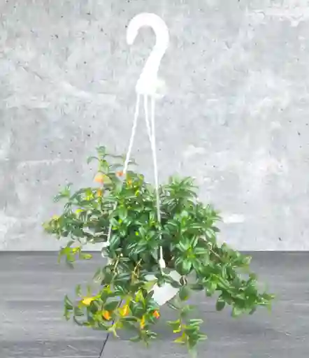 Planta Pescadito En Colgadera