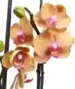 Orquidea Naranja Y Violeta De 2 Baras