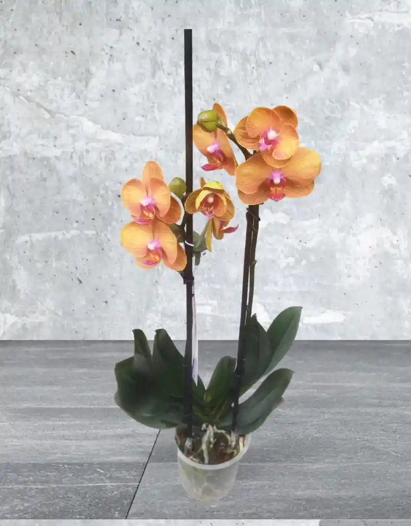 Orquidea Naranja Y Violeta De 2 Baras