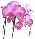 Orquidea Morado Y Blanco De 2 Baras