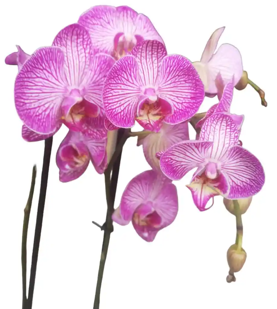 Orquidea Morado Y Blanco De 2 Baras