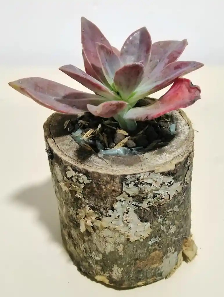 Suculentas Echeveria Morada