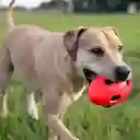 Pelota Futbol Crujiente Nerf Dog