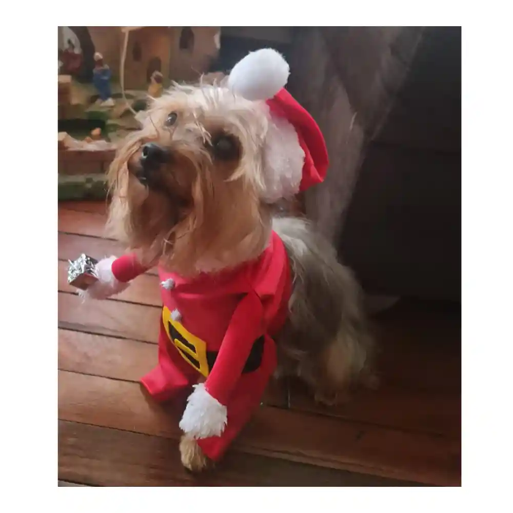 Traje Navideño Para Mascota Perro Gato Papa Noel Raza Xs