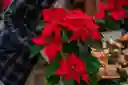 Poinsettia - Flor De Navidad